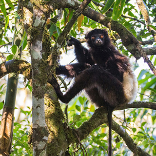 Ranomafana - Milne-Edwards' sifaka